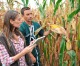 Un rurale reinventato come correttivo di civiltà Un rurale reinventato come correttivo di civiltà