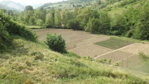 Orti di Tito