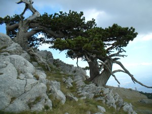 monte pollino pini loricati
