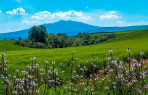 Dalla Masseria del Bosco delle Rose, a Lavello, il Vulture, i campi di grano, le friches e un cuore di bosco
